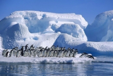 南极冰山2图片