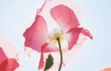 美丽的罂粟花图片