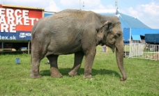 大象002图片