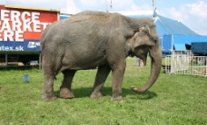 大象01图片