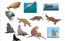 精选CorelDARW海洋生物矢量图-海象、海豹、鸭嘴兽图片