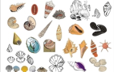 精选CorelDARW海洋生物矢量图-海螺、贝壳图片