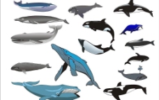 精选CorelDARW海洋生物矢量图—鲸鱼图片