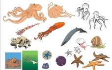 精选CorelDARW海洋生物矢量图—章鱼乌贼、海星图片