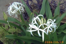 文殊兰 植物花卉图片