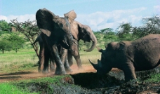 大象遇犀牛图片