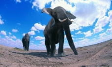 大象特写图片