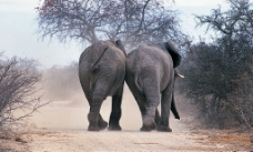 并肩走的两头大象图片