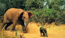 大象路遇猩猩图片