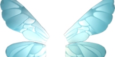 蝴蝶翅图片