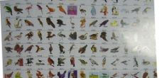 动物-鸟100只之1图片