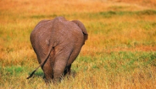 大象背影图片
