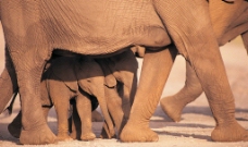 大象身体特写图片