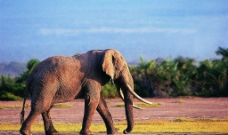大象漫步图片