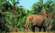 丛林中进食的大象图片