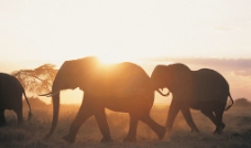 朝阳下的大象图片