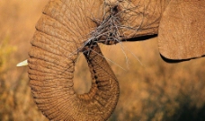 进食的大象图片