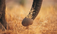 大象觅食特写图片