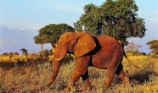 原野上一头棕红色的大象图片