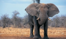 大象正面图图片