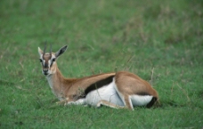野生动物鹿图片