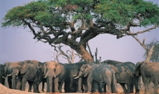 大树下的象群图片