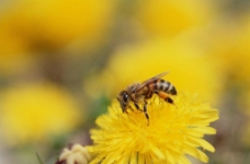 蜜蜂,花图片