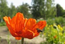 蜜蜂,花图片