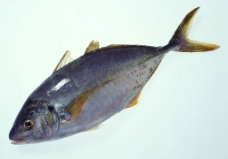 生物世界  鱼图片