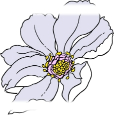 韩国花纹III·植物 flower（44幅）图片