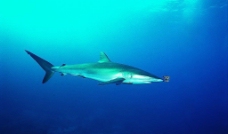 鲸鱼鲨鱼海豚图片