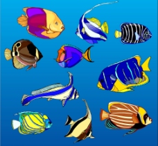 多彩鱼类多姿多彩海洋鱼类图片