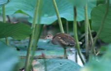 花池中的小鸟图片