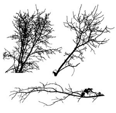 枯萎的树枝剪影图片