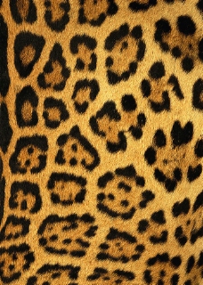 豹纹图片