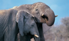 两头大象低语图片