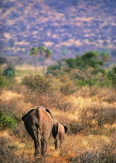匆匆赶路的大象图片