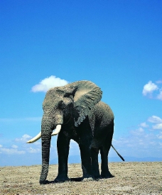 蓝天下鼻子拖地的大象图片