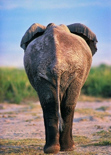 大象背部特写图片