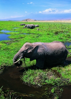 蓝天草地上的大象图片