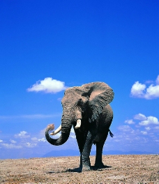 蓝天原野上的一头大象图片