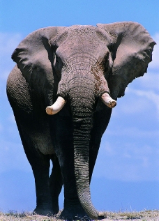 一头耸立的大象图片