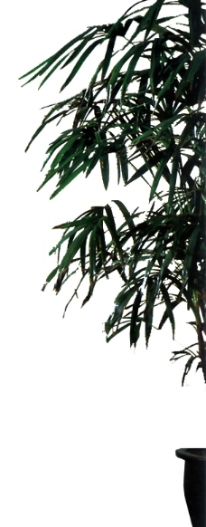 效果图植物 PSD图片