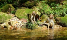 溪水  猴子 乱石图片