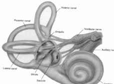 耳蜗解剖图图片