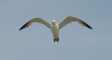 一只正面飞来的海鸥图片