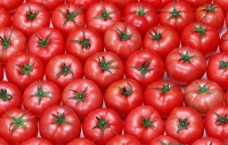 大西红柿排列图片