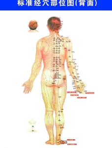 标准经脉部位图（男背）图片