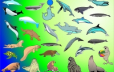 海洋动物图片