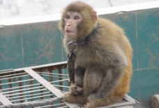 乞丐猴子图片